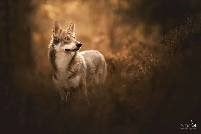 I Took 30 Photographs Capturing The Whimsical Side Of Dogs