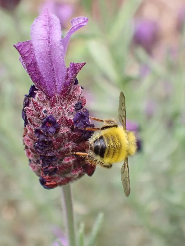 22 Of My Favorite Pieces Of Macro Photography That I Have Taken Over The Past Year