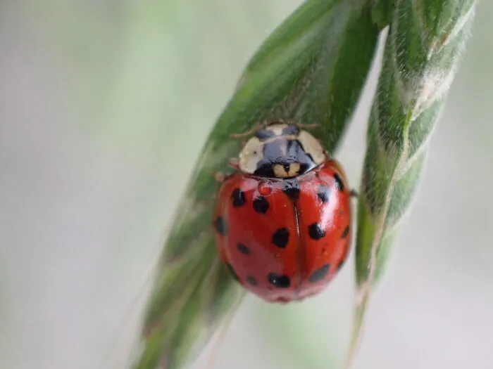 22 Of My Favorite Pieces Of Macro Photography That I Have Taken Over The Past Year