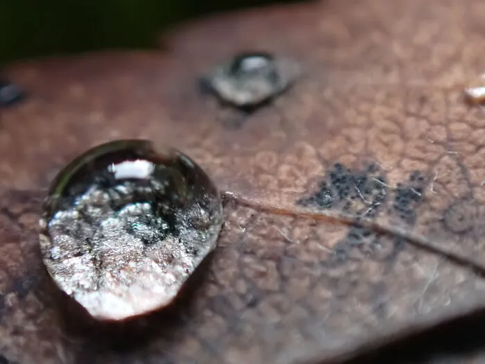 22 Of My Favorite Pieces Of Macro Photography That I Have Taken Over The Past Year