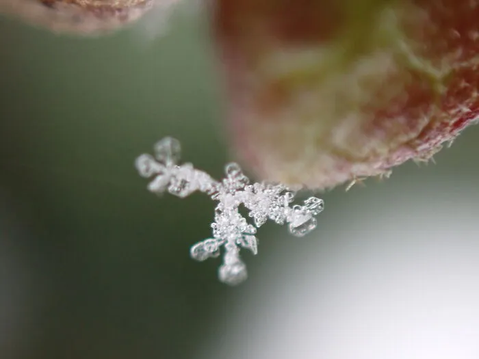 22 Of My Favorite Pieces Of Macro Photography That I Have Taken Over The Past Year