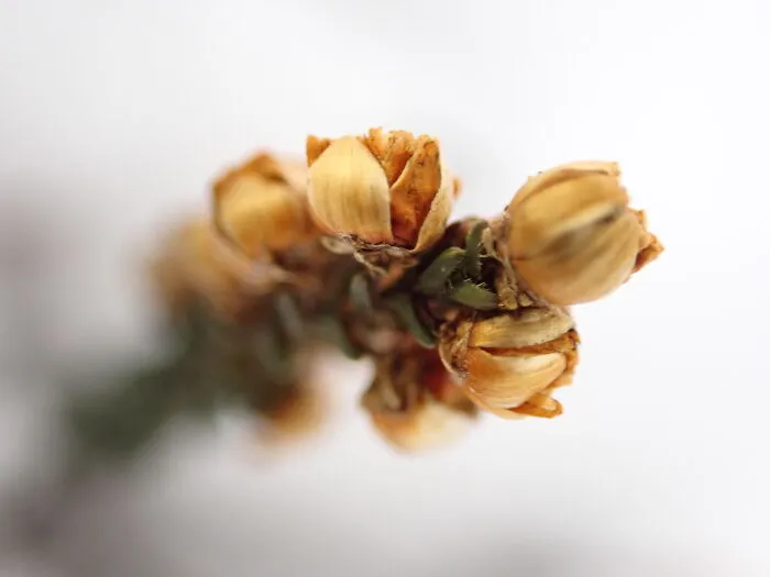 22 Of My Favorite Pieces Of Macro Photography That I Have Taken Over The Past Year