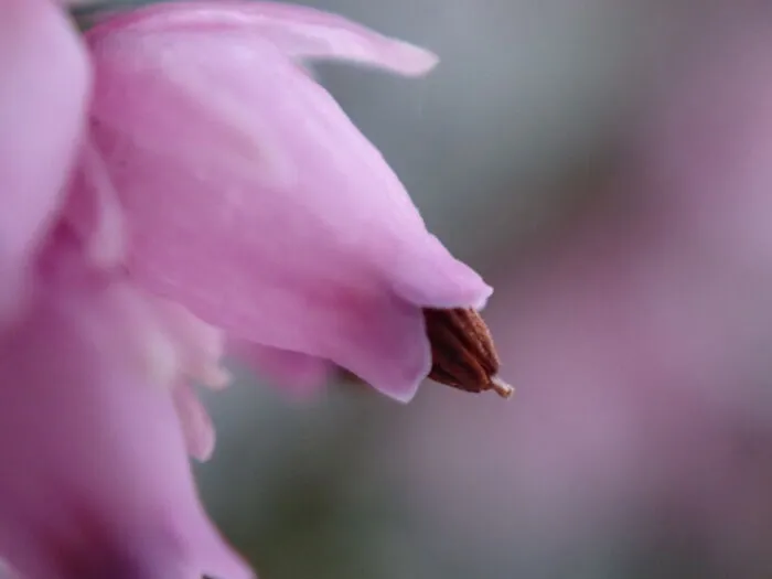 22 Of My Favorite Pieces Of Macro Photography That I Have Taken Over The Past Year