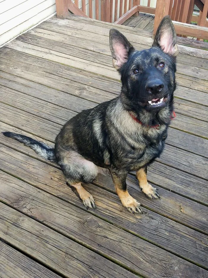 Hans, 1 Year Old