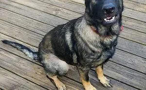 Hey Pandas, If Your Dog Was On A Dating Site, What Would Its Profile Pic Be? (Closed)