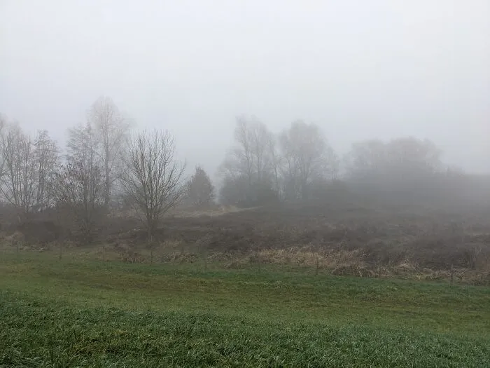 Misty Morning Walk In The Park