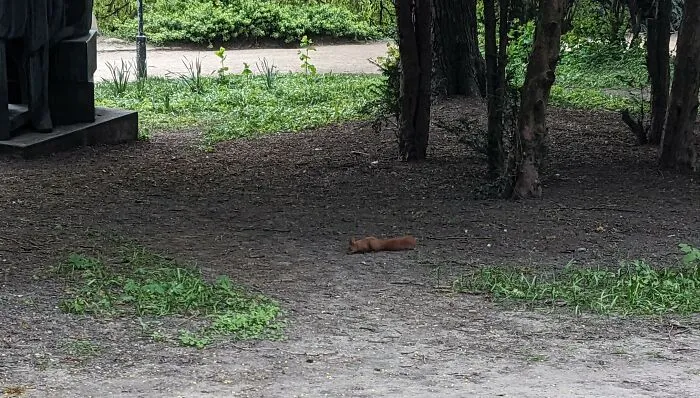 I Found This Little Guy In Denmark
