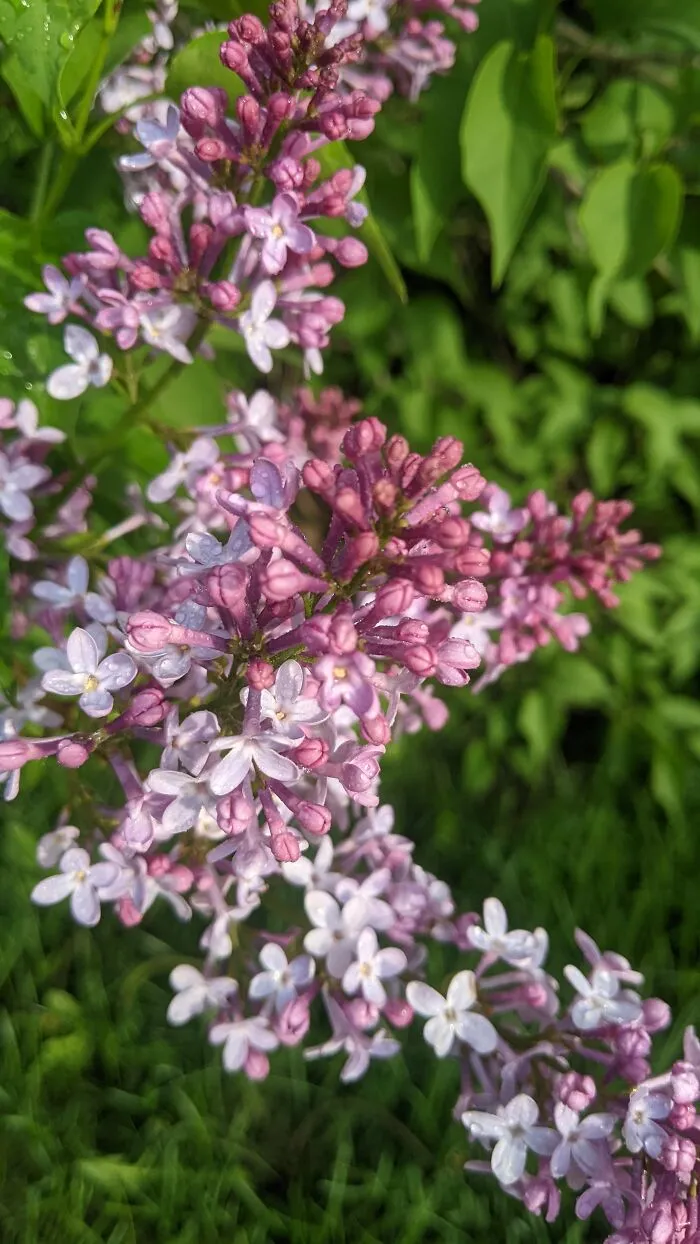 Some Photos Of Flowers And Nature That I Took (30 Pics)