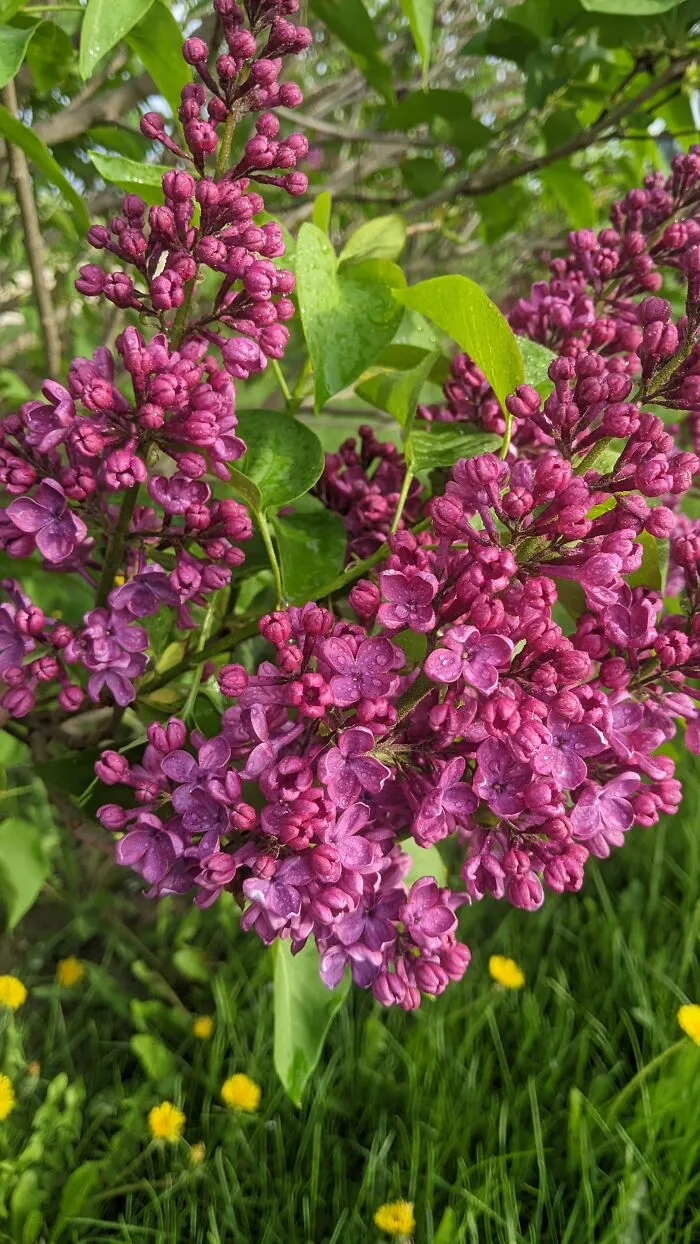 Some Photos Of Flowers And Nature That I Took (30 Pics)
