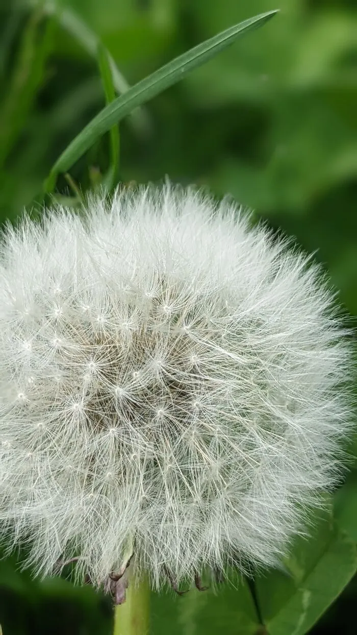Some Photos Of Flowers And Nature That I Took (30 Pics)