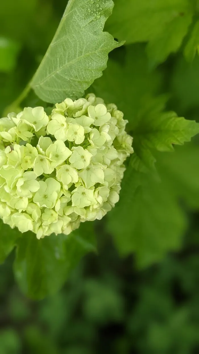 Some Photos Of Flowers And Nature That I Took (30 Pics)