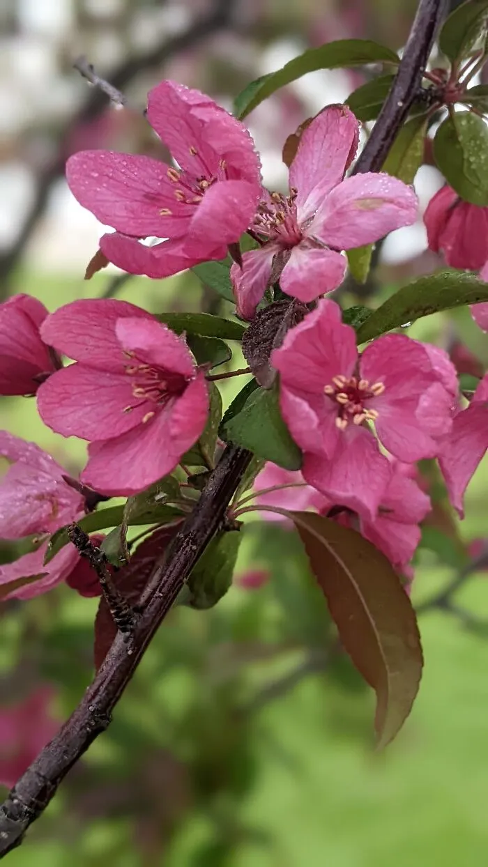 Some Photos Of Flowers And Nature That I Took (30 Pics)