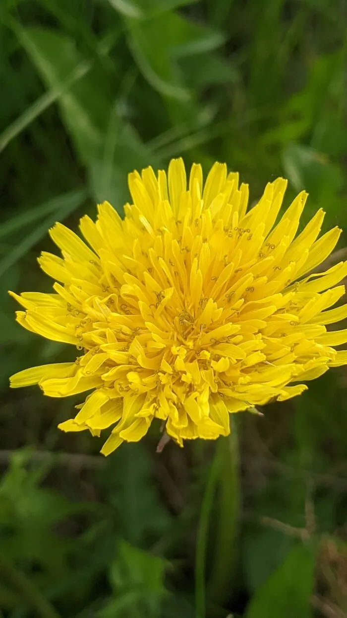 Some Photos Of Flowers And Nature That I Took (30 Pics)