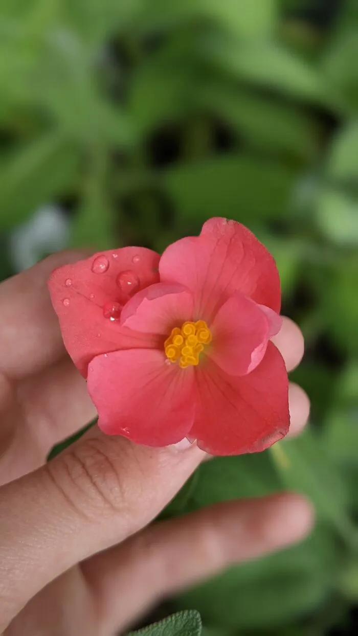Some Photos Of Flowers And Nature That I Took (30 Pics)