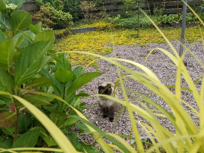 Cat In The Bush