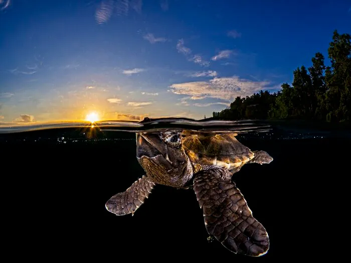 The Best 65  Wildlife Photos Revealed In The 2022 Wildart Photographer Of The Year Contest
