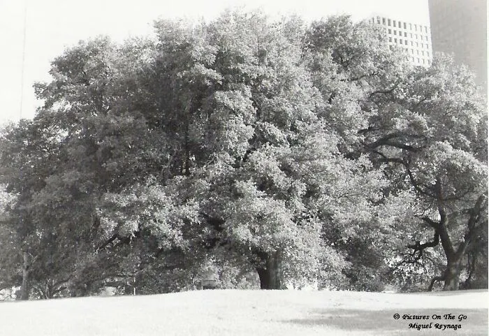 That's An Old Tree