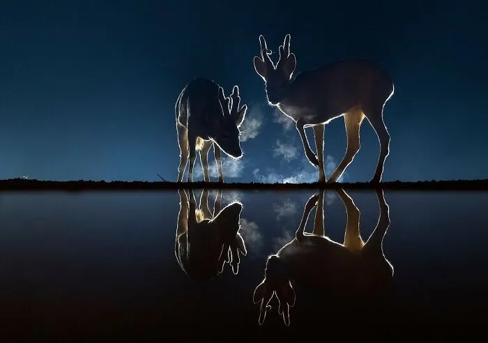 The Best 65 Wildlife Photos Revealed In The 2022 Wildart Photographer Of The Year Contest
