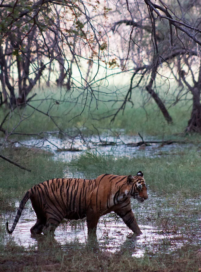 Ranthambore  Tiger Safari