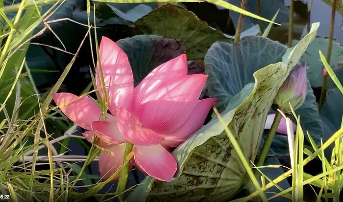Lotus In Sunrise Near My Home In Hoi An Town