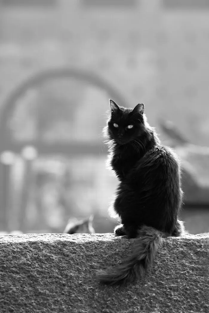 Ghostly Apparition