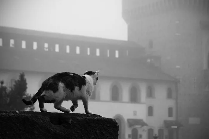 Castle Sentinel