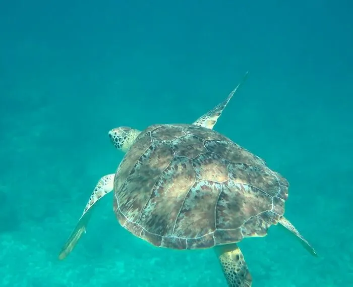 Green Sea Turtle