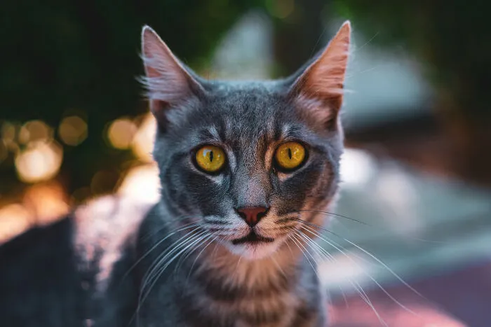 The Diversity Of Stray Cats Living On The Streets In Limassol, Cyprus That I Captured (22 Pics)