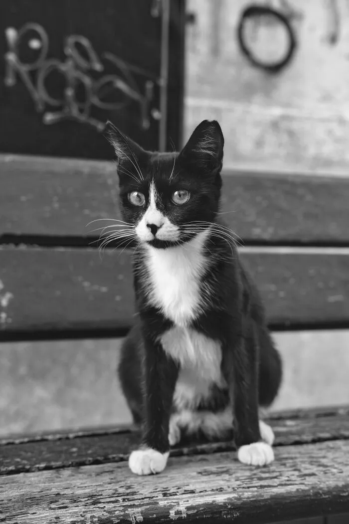 The Diversity Of Stray Cats Living On The Streets In Limassol, Cyprus That I Captured (22 Pics)