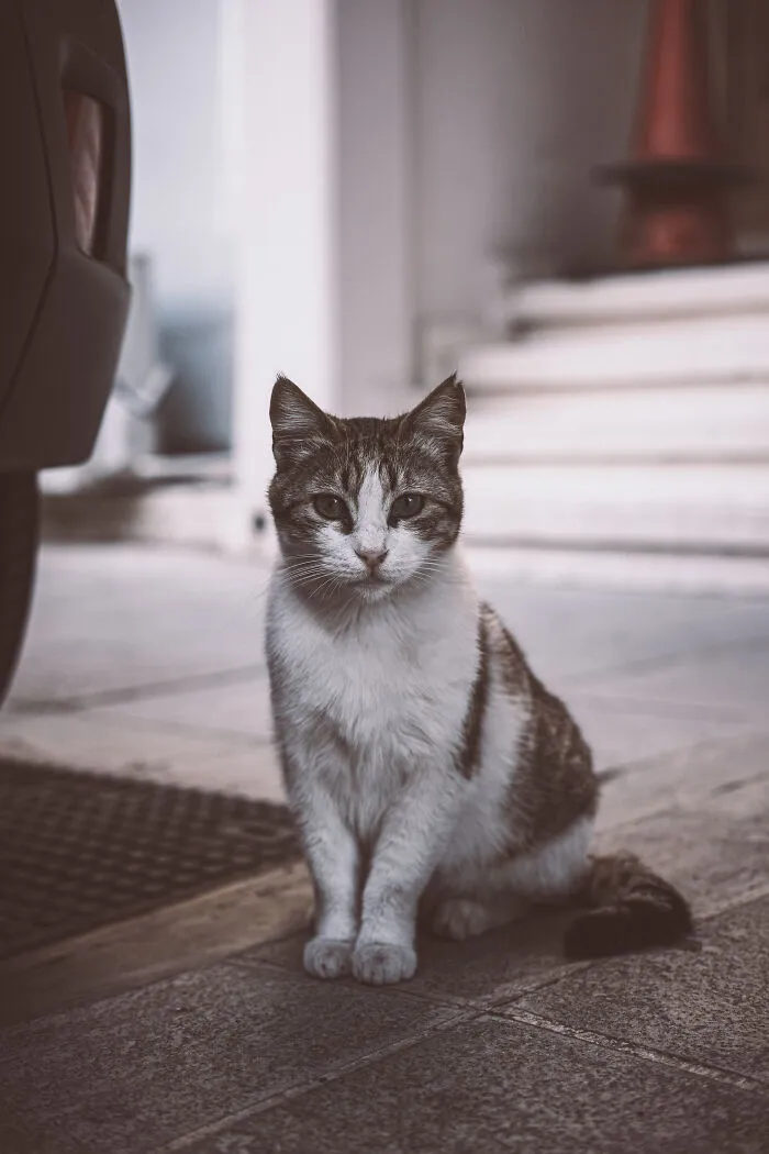 The Diversity Of Stray Cats Living On The Streets In Limassol, Cyprus That I Captured (22 Pics)