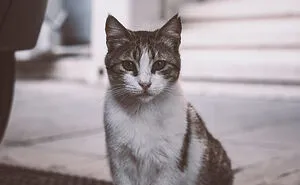 The Diversity Of Stray Cats Living On The Streets In Limassol, Cyprus That I Captured (22 Pics)