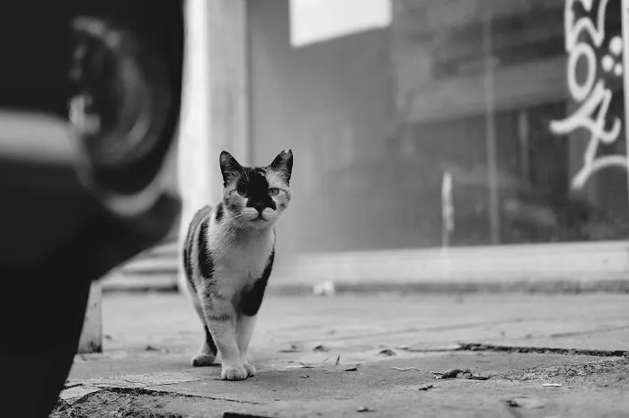 The Diversity Of Stray Cats Living On The Streets In Limassol, Cyprus That I Captured (22 Pics)