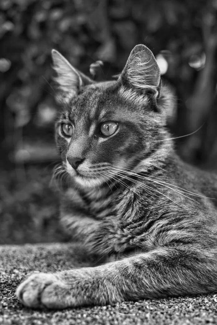 The Diversity Of Stray Cats Living On The Streets In Limassol, Cyprus That I Captured (22 Pics)