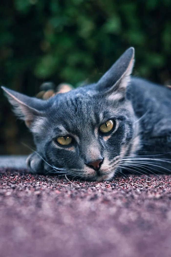 The Diversity Of Stray Cats Living On The Streets In Limassol, Cyprus That I Captured (22 Pics)
