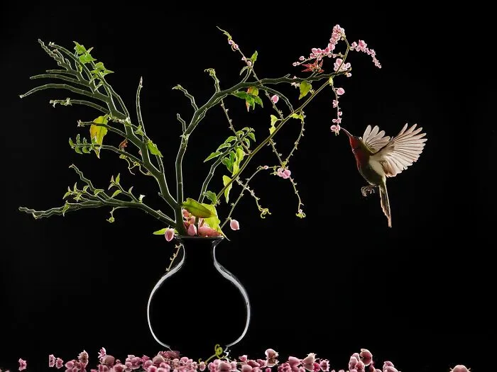 Flores y pájaros