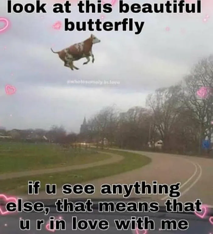 A humorous meme shows a flying cow labeled as a "beautiful butterfly," highlighting wholesome humor.