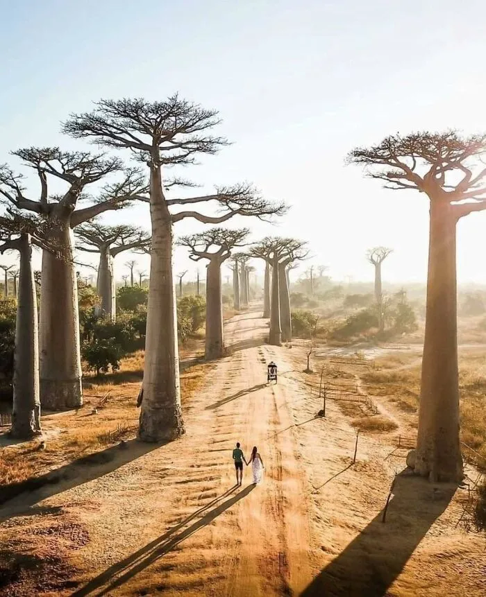 Avenue Of The Baobabs, Madagascar