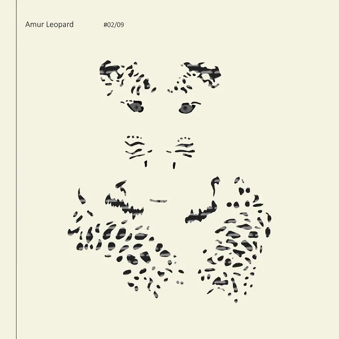 I Drew 9 Spotted Amur Leopards