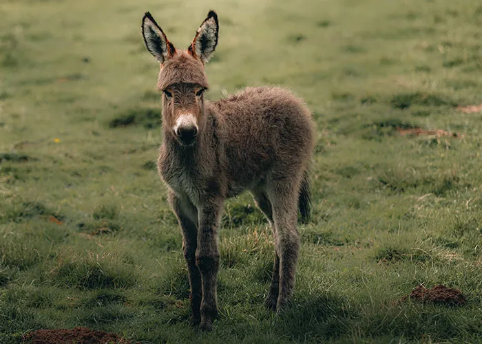 The Ears Have It