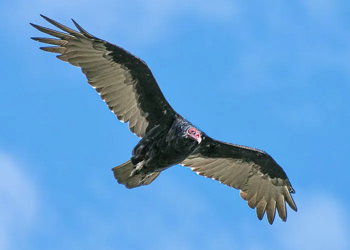 Wingspan Goals