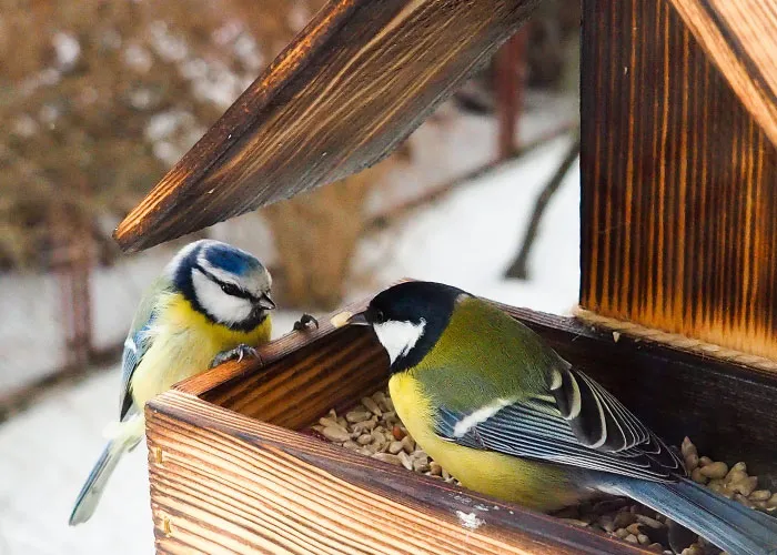 Seed Sharing Secrets