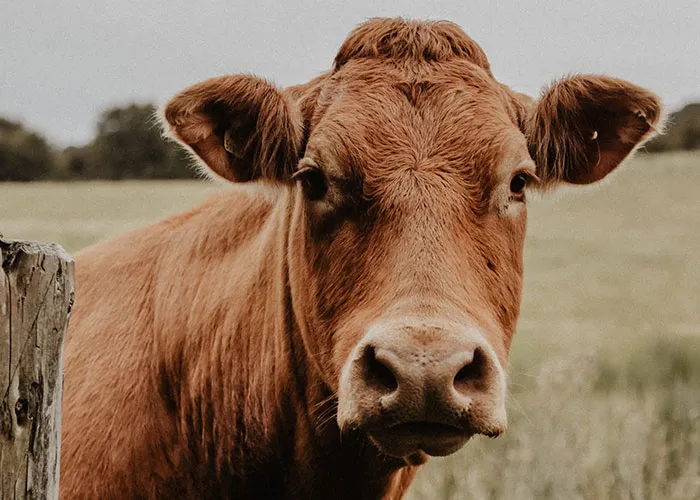 Moo-ving On Up