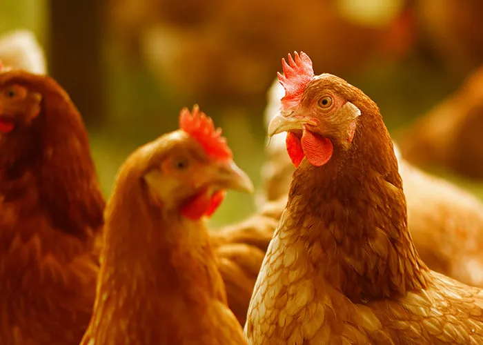 Cluck Yeah Moments