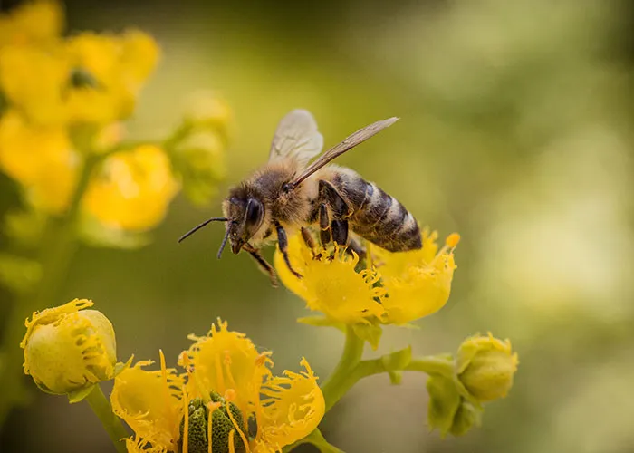 Buzzing Through Life