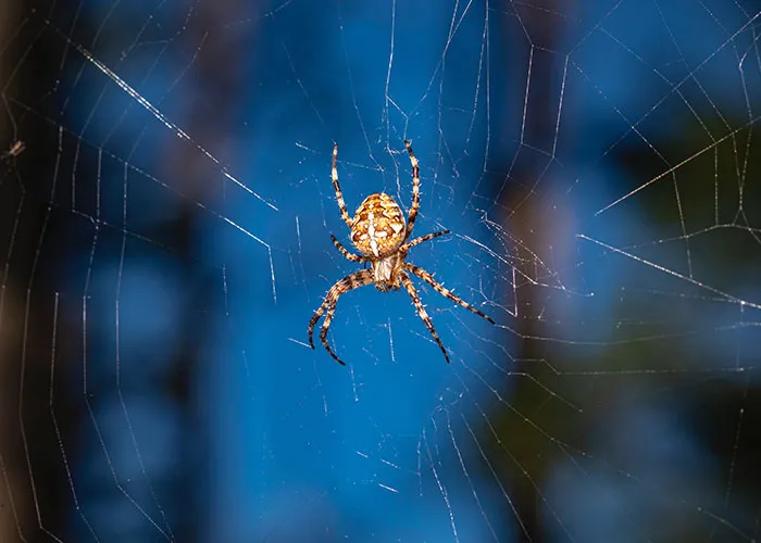 Master Of The Web  