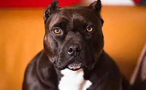50 Animals That Don't Get The Recognition They Absolutely Deserve, As Shared In This Informative Online Thread