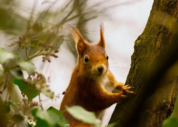 Curious Critter Alert