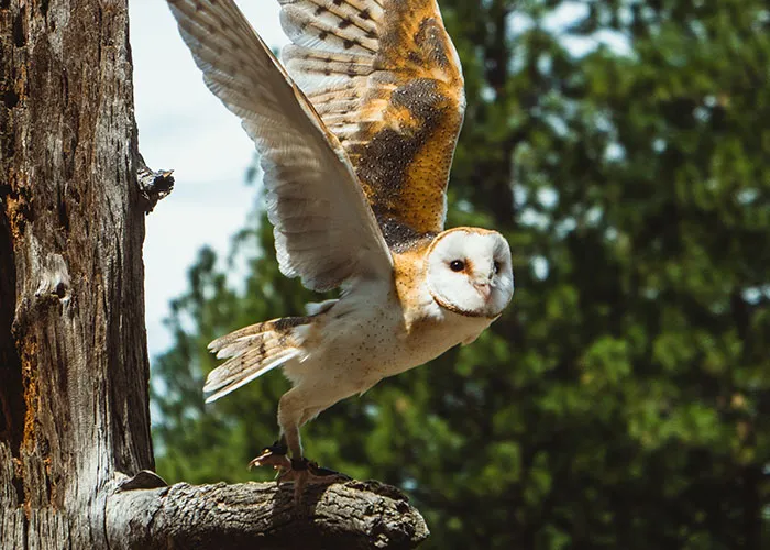 Ready For Takeoff