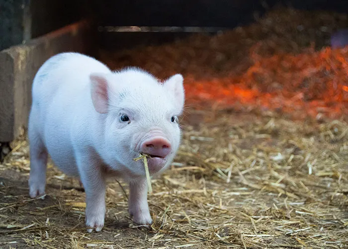Straw Snack Sessions