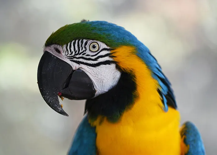 40 Animales que no reciben el reconocimiento que merecen, según este hilo informativo online
